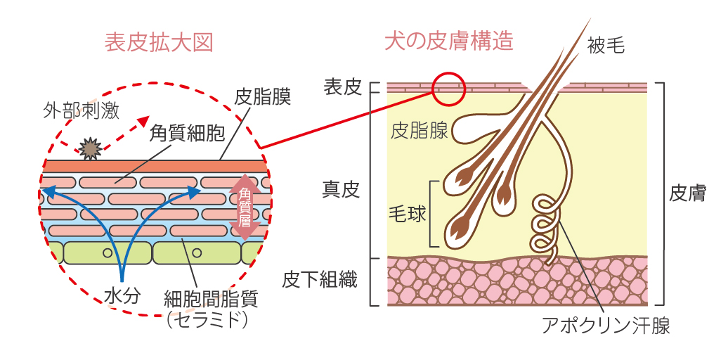 表皮拡大図と犬の皮膚構造